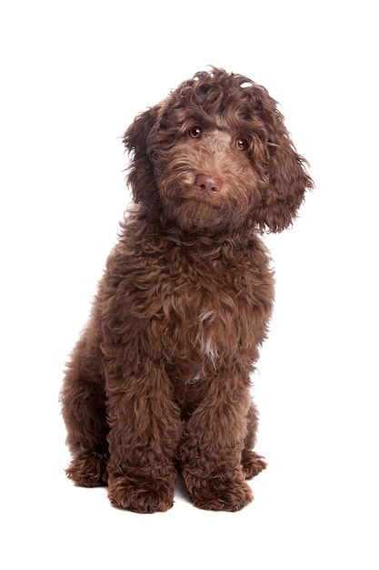 Cachorro labradoodle