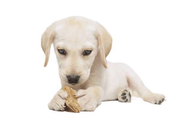 Un cachorro de labrador aislado sobre un fondo blanco.