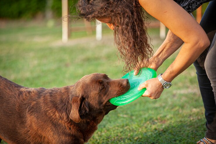Cachorro labrador brincando no campo em um dia ensolarado de verão