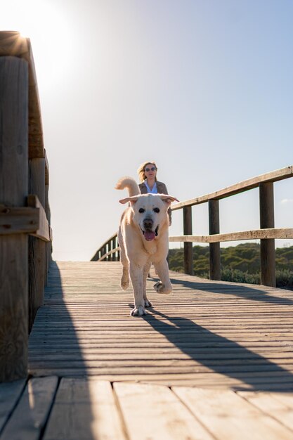 Cachorro labrador corre ao longo de uma passarela de madeira acompanhado por seu dono