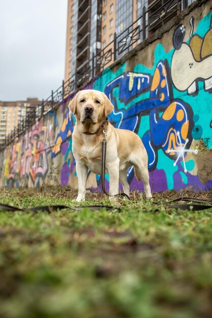 Foto cachorro labrador dourado em pé pela parede de grafite colorido ao ar livre