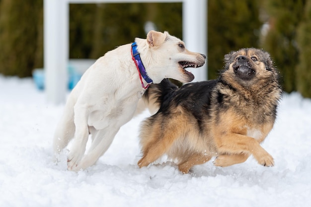 Cachorro labrador enseña los dientes en el juego de ponerse al día con mutt y el mutt presiona las orejas contra su cabeza