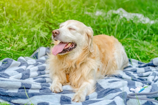 Cachorro labrador fofo está deitado em um cobertor no parque Olhos fechados Resto de animais de estimação