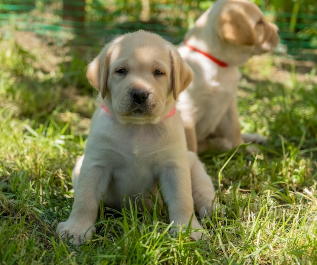 Cachorro labrador en hierba verde