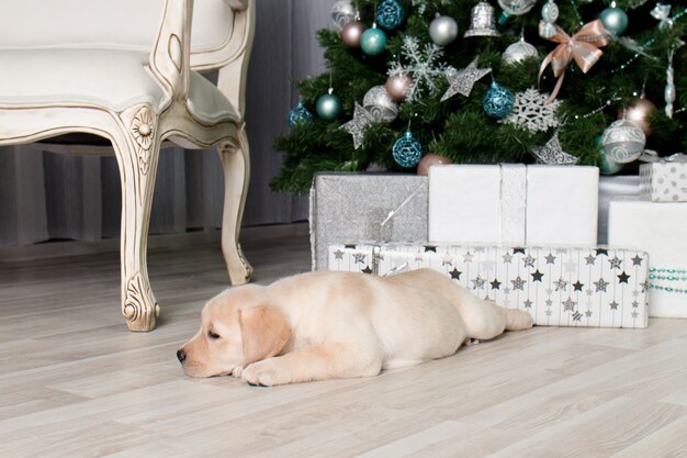 Cachorro de Labrador junto a los regalos bajo el árbol de Navidad