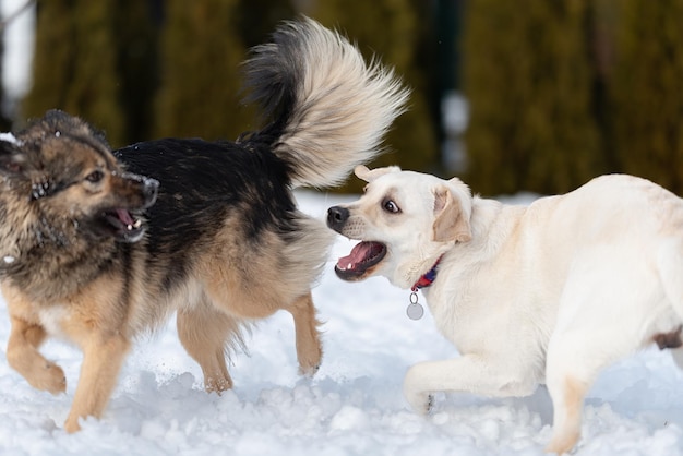 Foto cachorro labrador muestra sus dientes en el juego de ponerse al día con mutt y mutt presiona sus orejas contra su cabeza