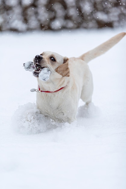 Un cachorro Labrador Retriever de 8 meses se divierte en la nieve recién caída mira la cámara