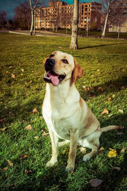 Cachorro labrador retriever no outono