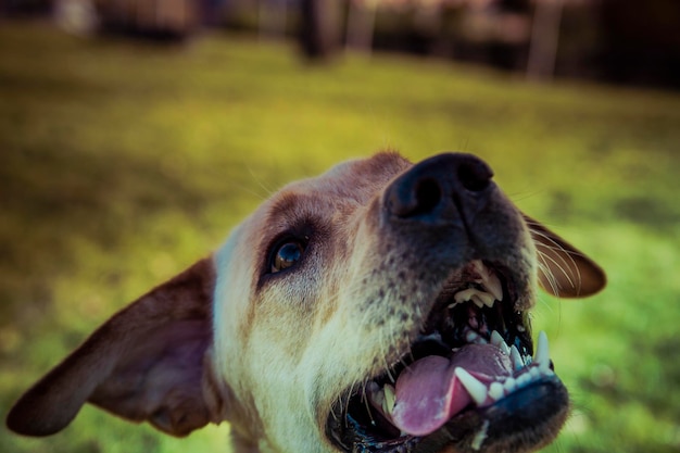 Cachorro labrador retriever no outono