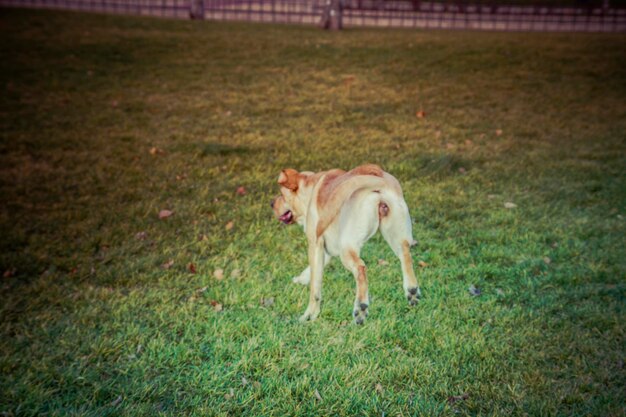 Cachorro labrador retriever no outono