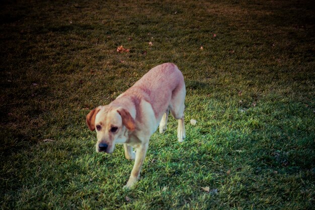 Cachorro labrador retriever no outono