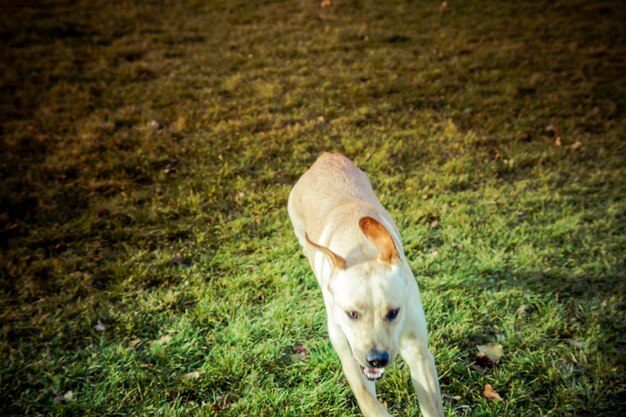 Cachorro labrador retriever no outono