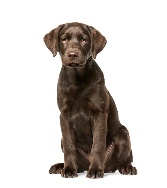 Cachorro Labrador Retriever sentado, aislado en blanco