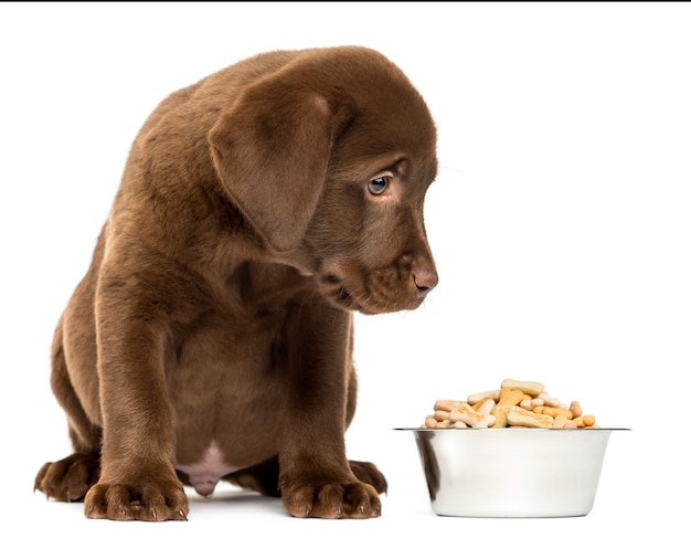 Cachorro Labrador Retriever sentado con su plato de perro lleno