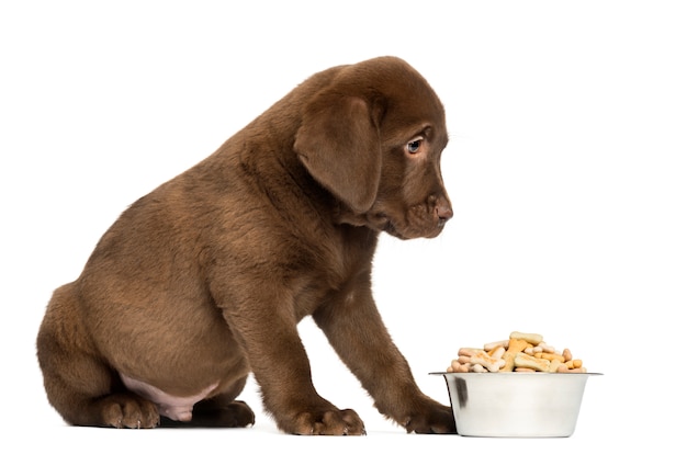 Foto cachorro labrador retriever sentado con tazón de perro lleno