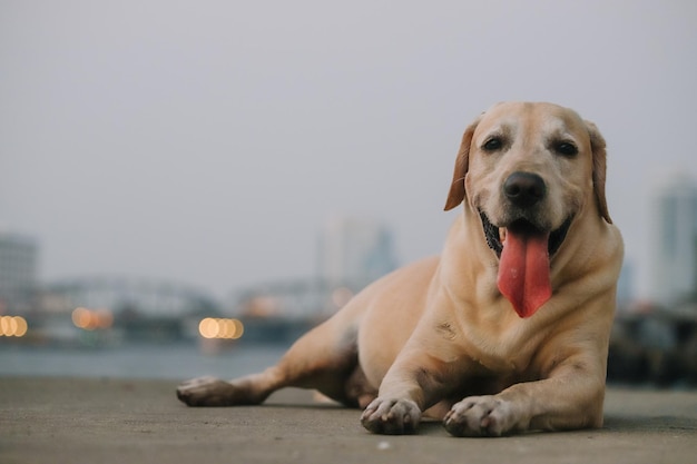 cachorro labrador retriever