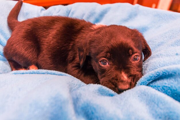 cachorro labrador retriever