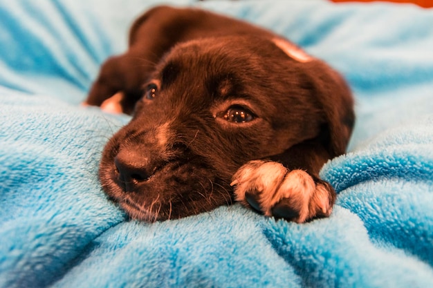 cachorro labrador retriever