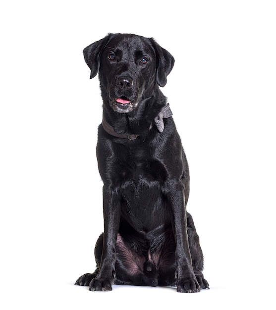 Cachorro Labradorpanting preto sentado, isolado no branco