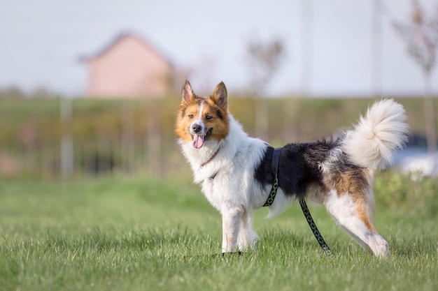 Cachorro Laika fofo ao ar livre Cachorro engraçado primavera