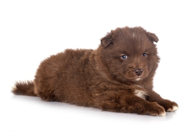 Cachorro Lapphund finlandés aislado en blanco