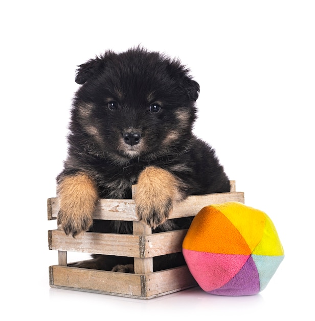 Cachorro Lapphund finlandés aislado en blanco