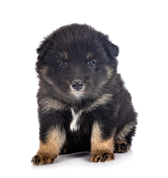 Cachorro Lapphund finlandés delante de la pared blanca