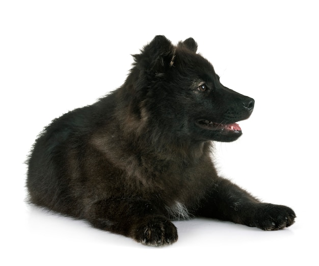 Cachorro Lapphund finlandés en estudio