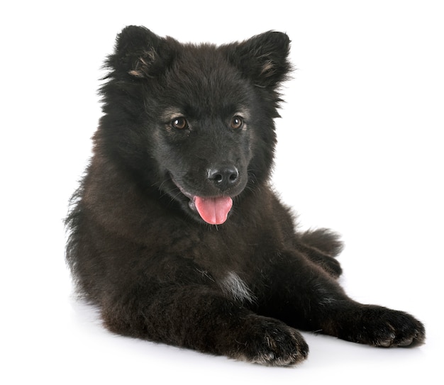 Cachorro Lapphund finlandés en estudio