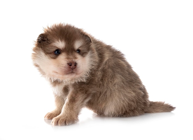 Cachorro Lapphund finlandés en estudio