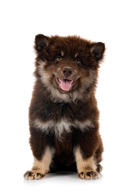 Cachorro Lapphund finlandés en estudio