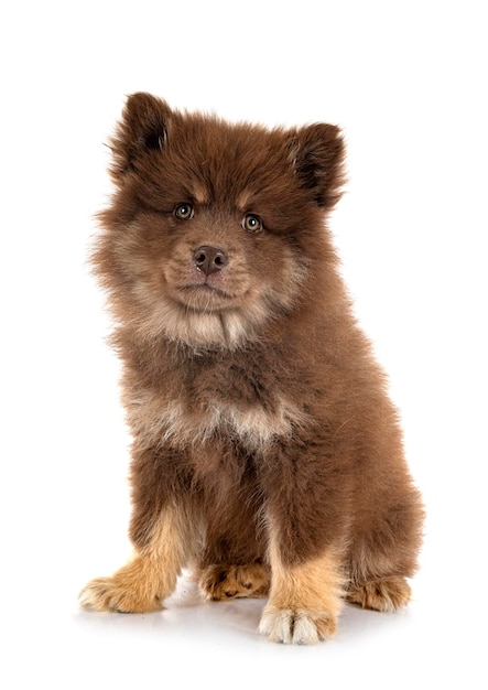 Cachorro Lapphund finlandés en estudio