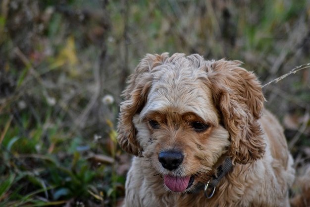 Cachorro latindo para ouriço na floresta