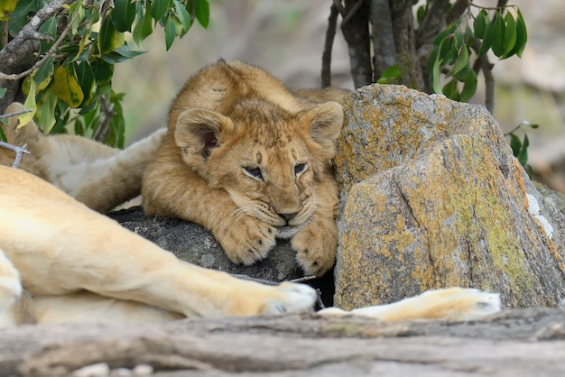 Cachorro de león africano