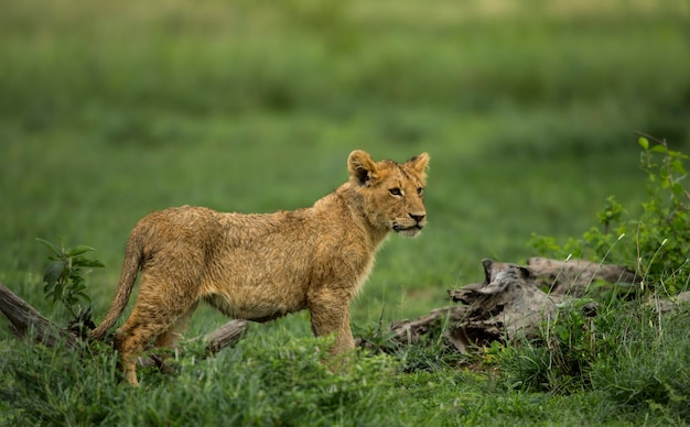 Cachorro de león de pie, Serengeti, Tanzania