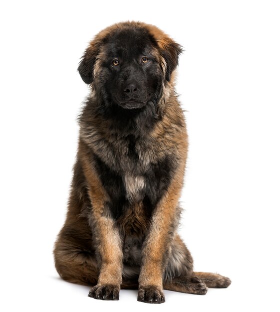 Cachorro Leonberger aislado en blanco