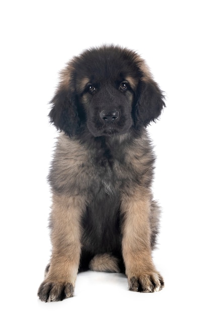 Cachorro Leonberger delante de un fondo blanco