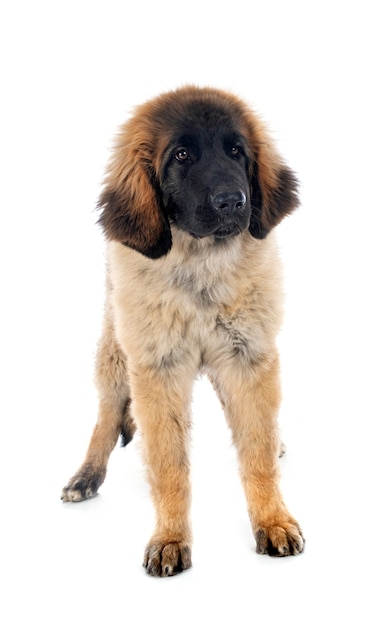 Cachorro Leonberger delante de la pared blanca