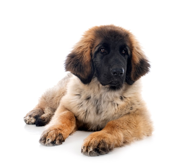 Cachorro Leonberger em frente a uma parede branca