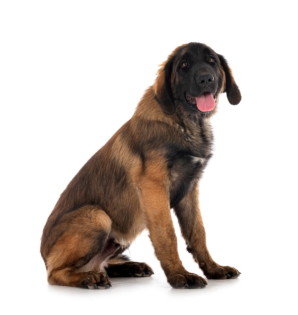 Cachorro Leonberger en estudio