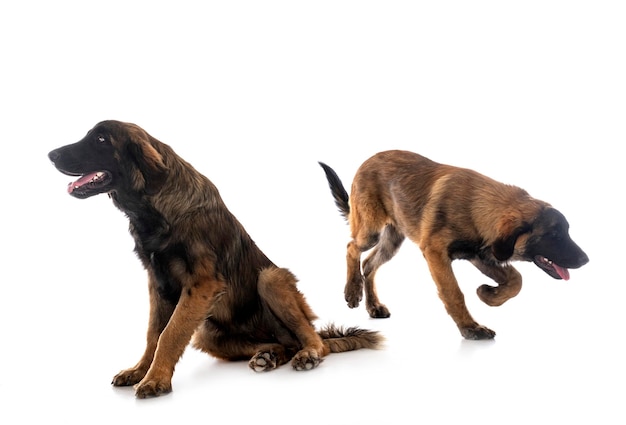 Cachorro Leonberger en estudio