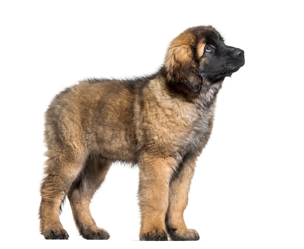 Cachorro Leonberger mirando hacia arriba contra el fondo blanco.