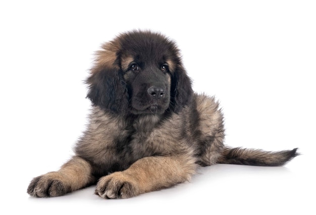 Cachorro leonberger na frente do fundo branco