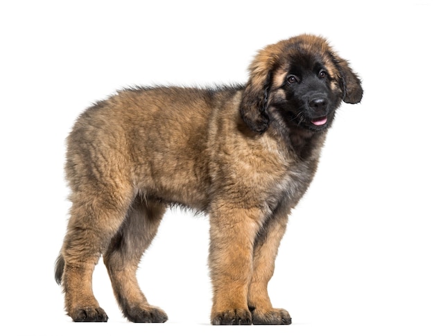 Cachorro Leonberger de pie contra el fondo blanco.