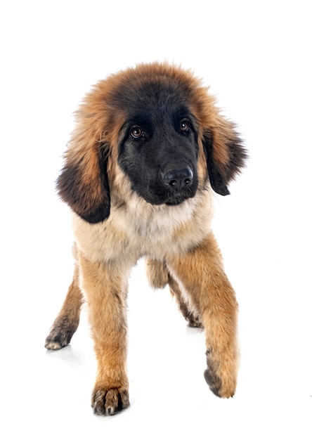 Cachorro Leonberger