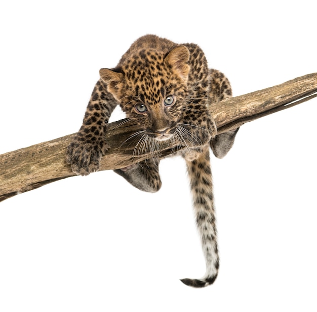 Cachorro de leopardo manchado mirando y merodeando en una rama