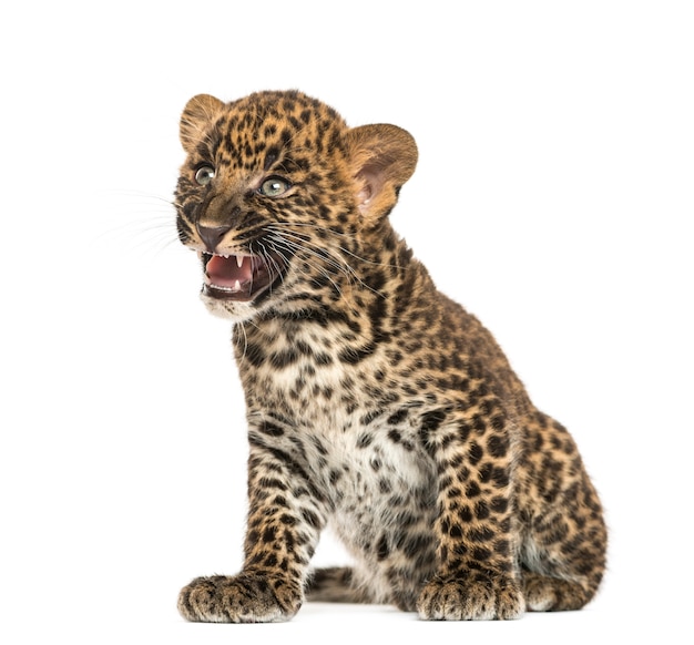 Cachorro de leopardo manchado sentado Panthera pardus