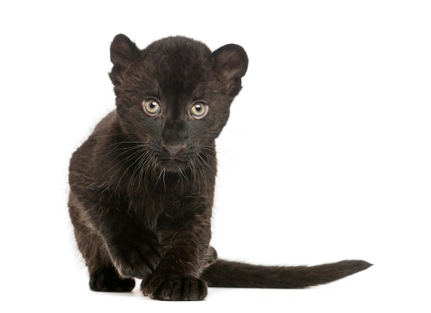 Cachorro de leopardo negro acercándose aislado en blanco