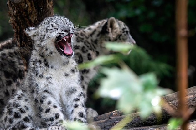 Foto cachorro de leopardo de las nieves panthera uncia