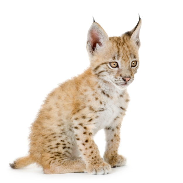 Cachorro de lince en blanco